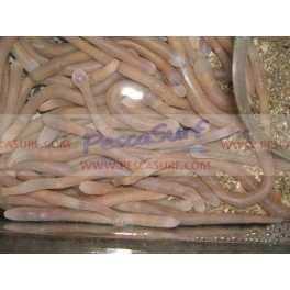CEBO TITAS AGUA BIBIS Y MEDIANAS