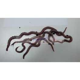 CEBO GUSANO AMERICANO AUTÉNTICO EXTRA